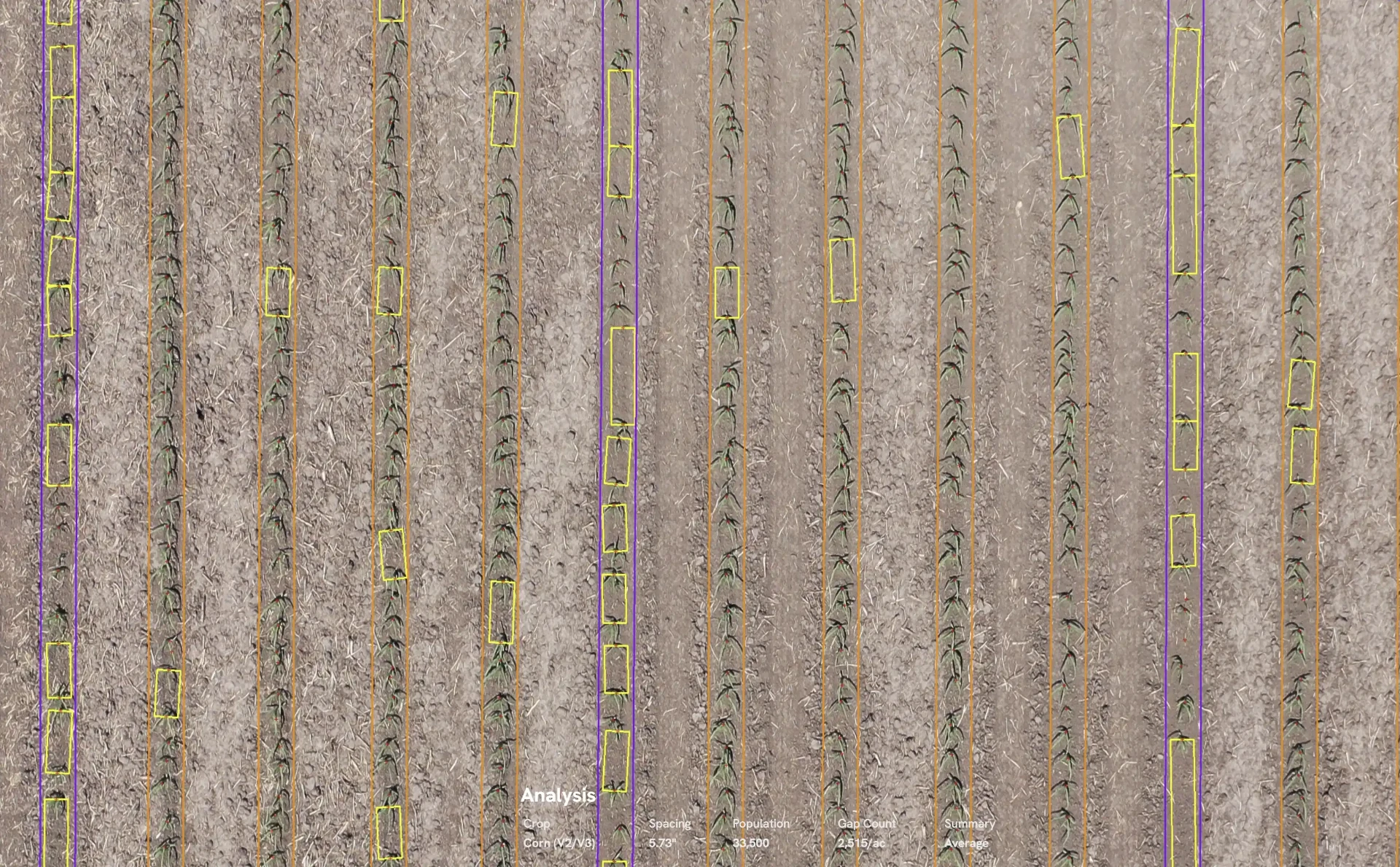 Row-level crop stand count analysis showing individual plant detection, spacing, population, and gap count